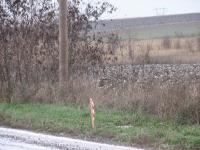 Imagine atasata: A1-Tm-Lg-dorum-2013-Dec-11-05.jpg